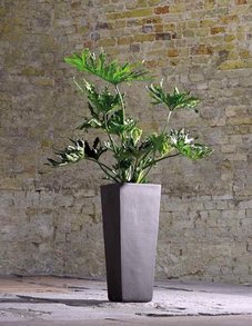 Anthracite