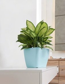 Lechuza QUADRO LS