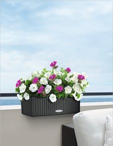 Lechuza BALCONERA