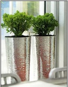 Крассула (Crassula)