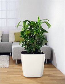 Калатея