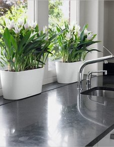 Lechuza WINDOWSILL (DELTA 20)