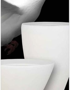 Carrara Partner
