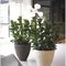 Polystone Couple кашпо, горшки из натурального материала 3