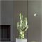 Euphorbia ingens