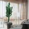 Euphorbia ingens-2
