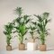HOWEA_MIX