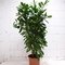 Ficus cyatistipula