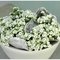 Carrara Couple Carrara Partner кашпо , горшки из натурального материала 1