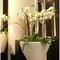 Carrara Couple Carrara Partner кашпо , горшки из натурального материала 8