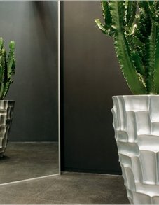 Эуфорбия (Молочай) Эуфорбия (Молочай)