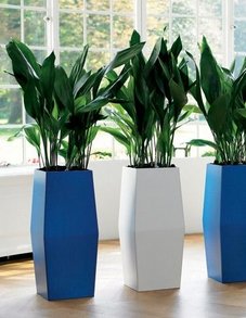 Аспидистра Аспидистра