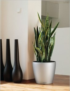 Сансевиерия Сансевиерия