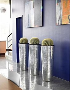 Эхинокактус Эхинокактус