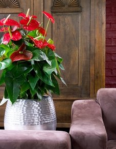 Антуриум Антуриум