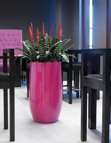 Вриезия Вриезия