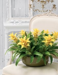 Гузмании Гузмании