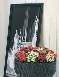 Каланхое Каланхое