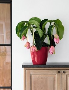 Мединилла Мединилла