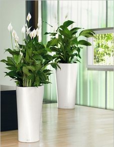 Спатифиллум Спатифиллум