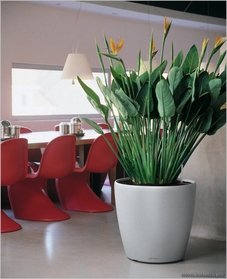 Стрелиция Стрелиция