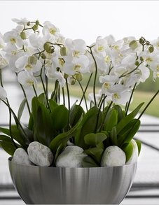 Орхидеи Орхидеи