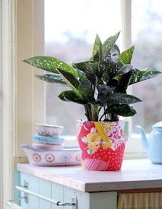 Аглаонема Аглаонема