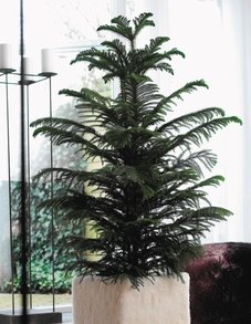 Араукария Араукария