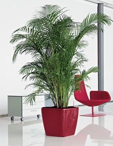 Купить Пальма Арека (хризалидокарпус) Купить Пальма Арека (хризалидокарпус)