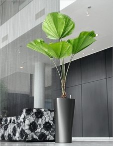 Вашингтония Вашингтония