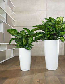 Диффенбахия Диффенбахия