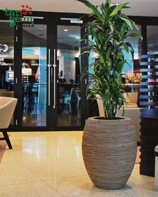 Драцена Джанет Крейг Драцена Джанет Крейг