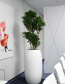 Драцена Компакта Драцена Компакта