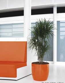 Драцена Маргината Драцена Маргината