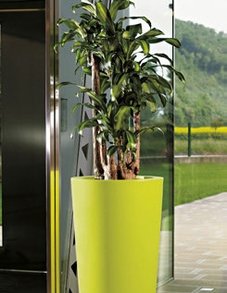 Драцена Массанжа Драцена Массанжа