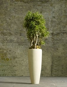 Драцена Песнь Индии Драцена Песнь Индии