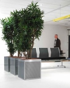 Драцена Песнь Ямайки Драцена Песнь Ямайки