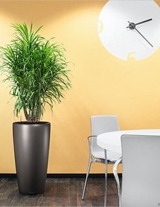 Драцена Рефлекса Анита Драцена Рефлекса Анита