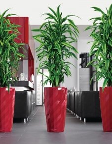 Драцена Лемон Лайм Драцена Лемон Лайм