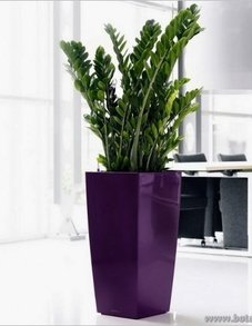 Замиокулькас Замиокулькас