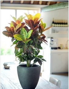 Кротон (Кодиеум) Кротон (Кодиеум)