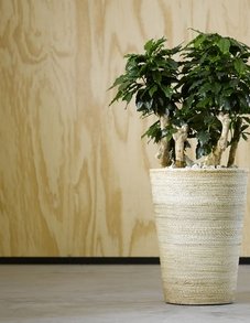 Кофе Арабика Кофе Арабика