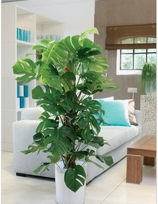 Монстера Монстера