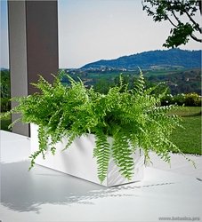 Папоротники Папоротники