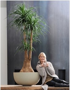 Нолина Нолина