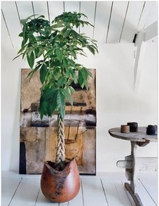 Пахира Акватика Пахира Акватика