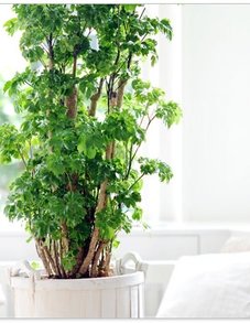 Полисциас Полисциас