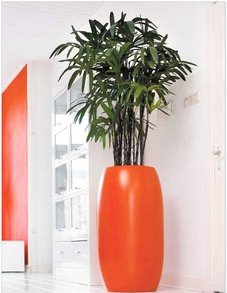 Рапис Рапис