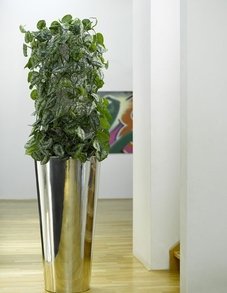 Сциндапсус Сциндапсус