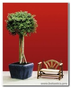 Фикус Панда Фикус Панда